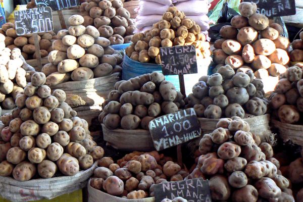 Variety of potatoes for sale in Arequipa market