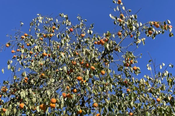 Persimmon tree laden with fruit