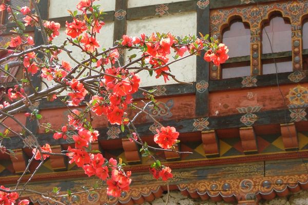 Blossom in the Bumthang valley, Bhutan