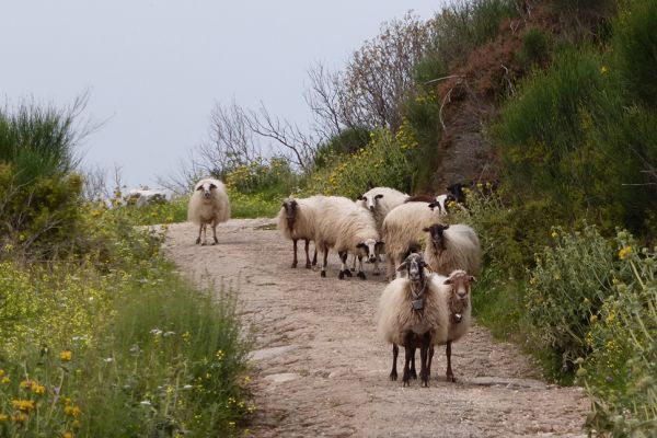 Typical flock of sheep on a Corfu walk