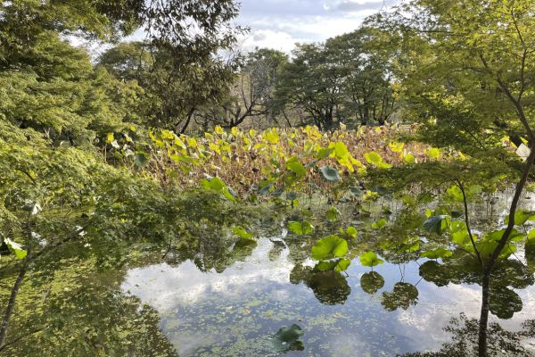 Lotus pond in the Kyoto Botanical Garden