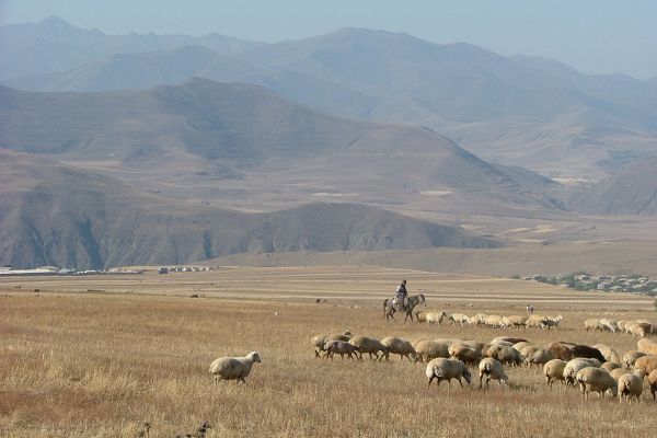 Herdsman and sheep, southern Armenia