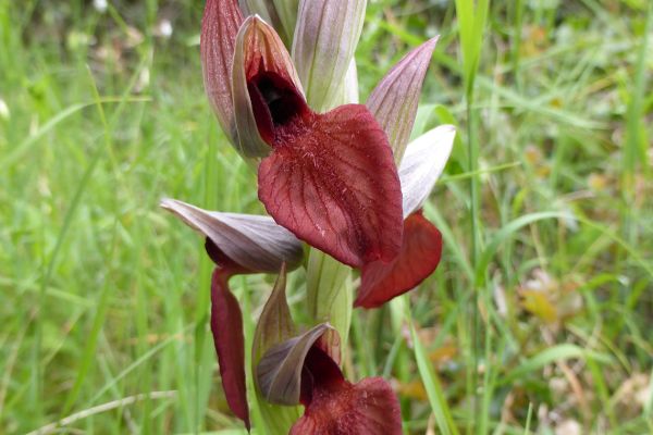 Tongue orchid (Serapias), Corfu