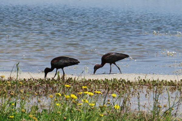Glossy ibis in North Cyprus