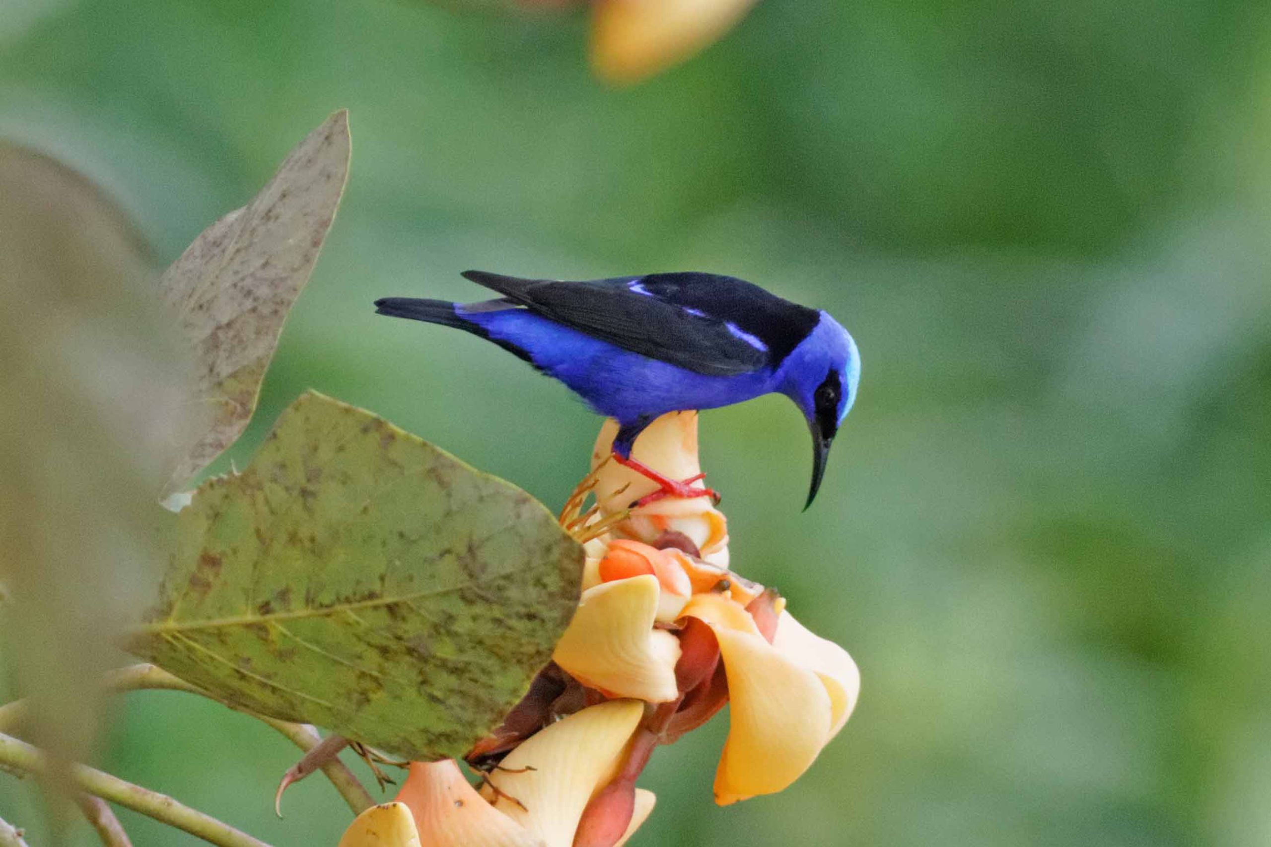 Panama Red-legged Honeycreeper