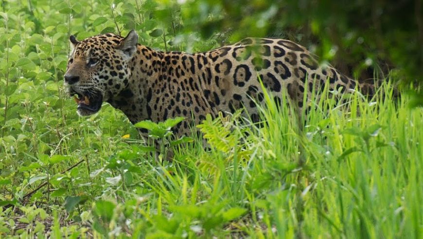 Brazil jaguar