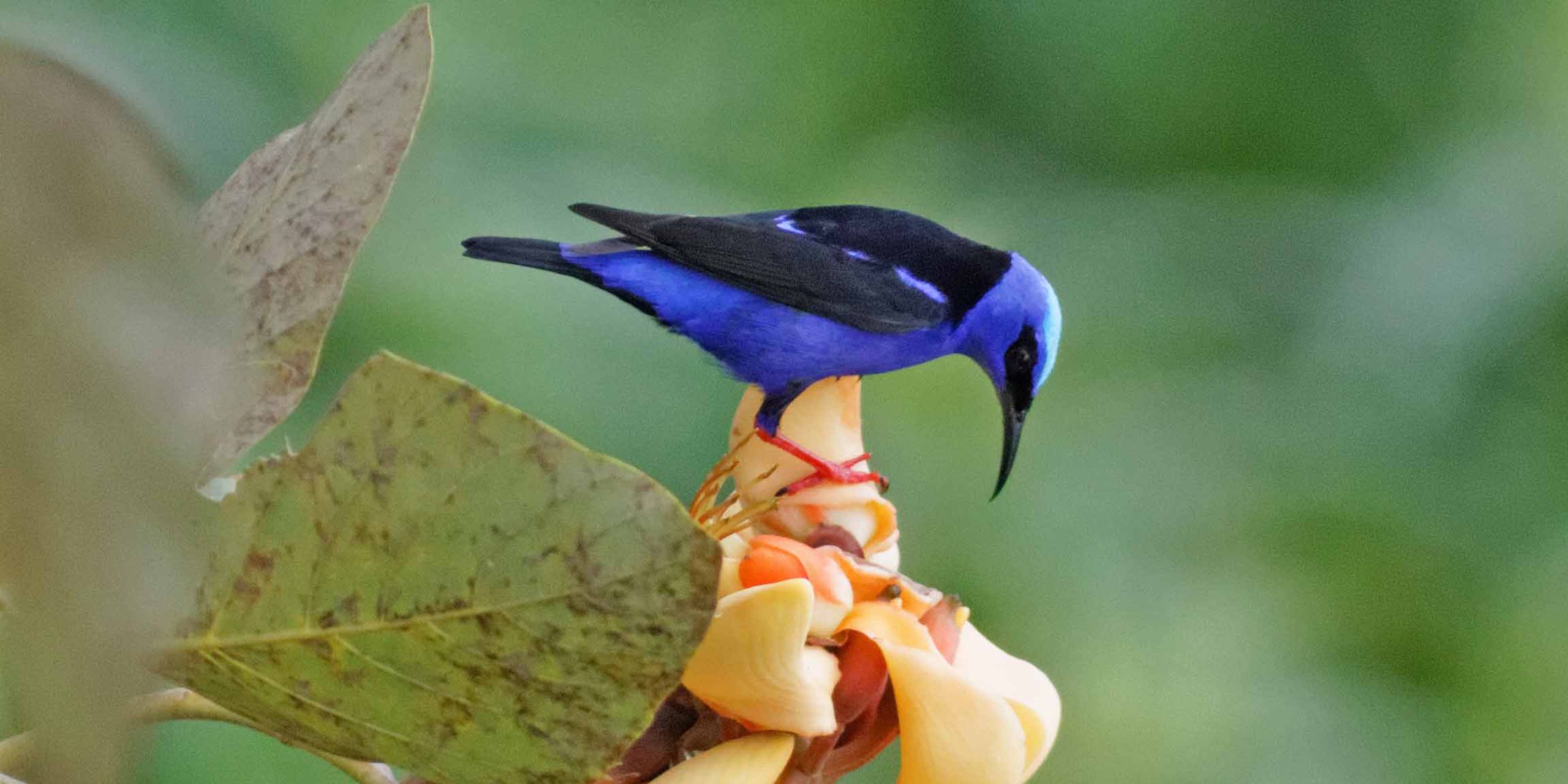 Panama Red-legged Honeycreeper