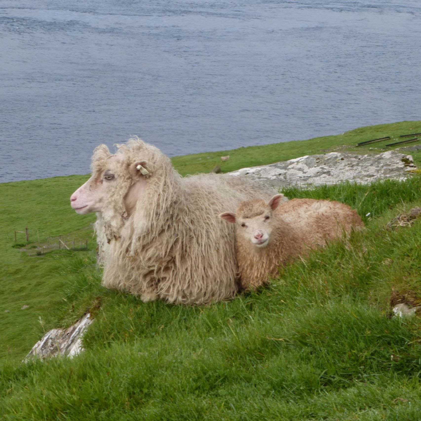 Faroes sheep