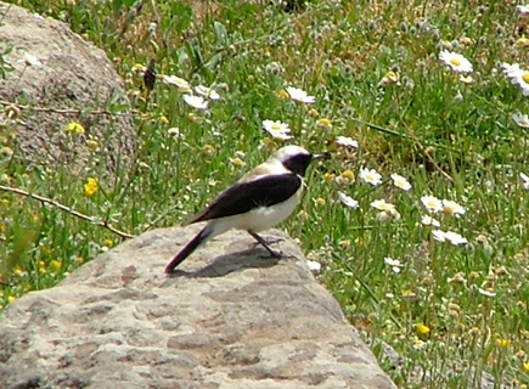 Turkey wheatear