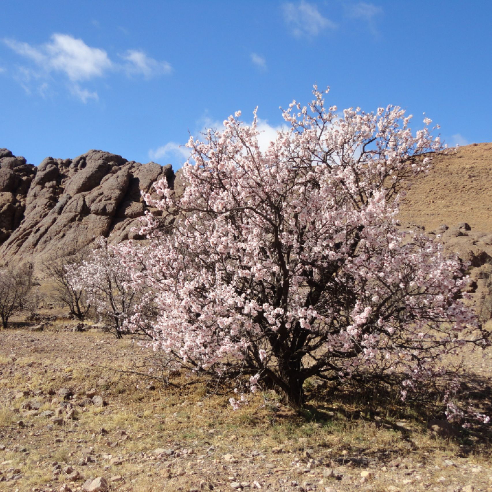 Morocco almond blossom