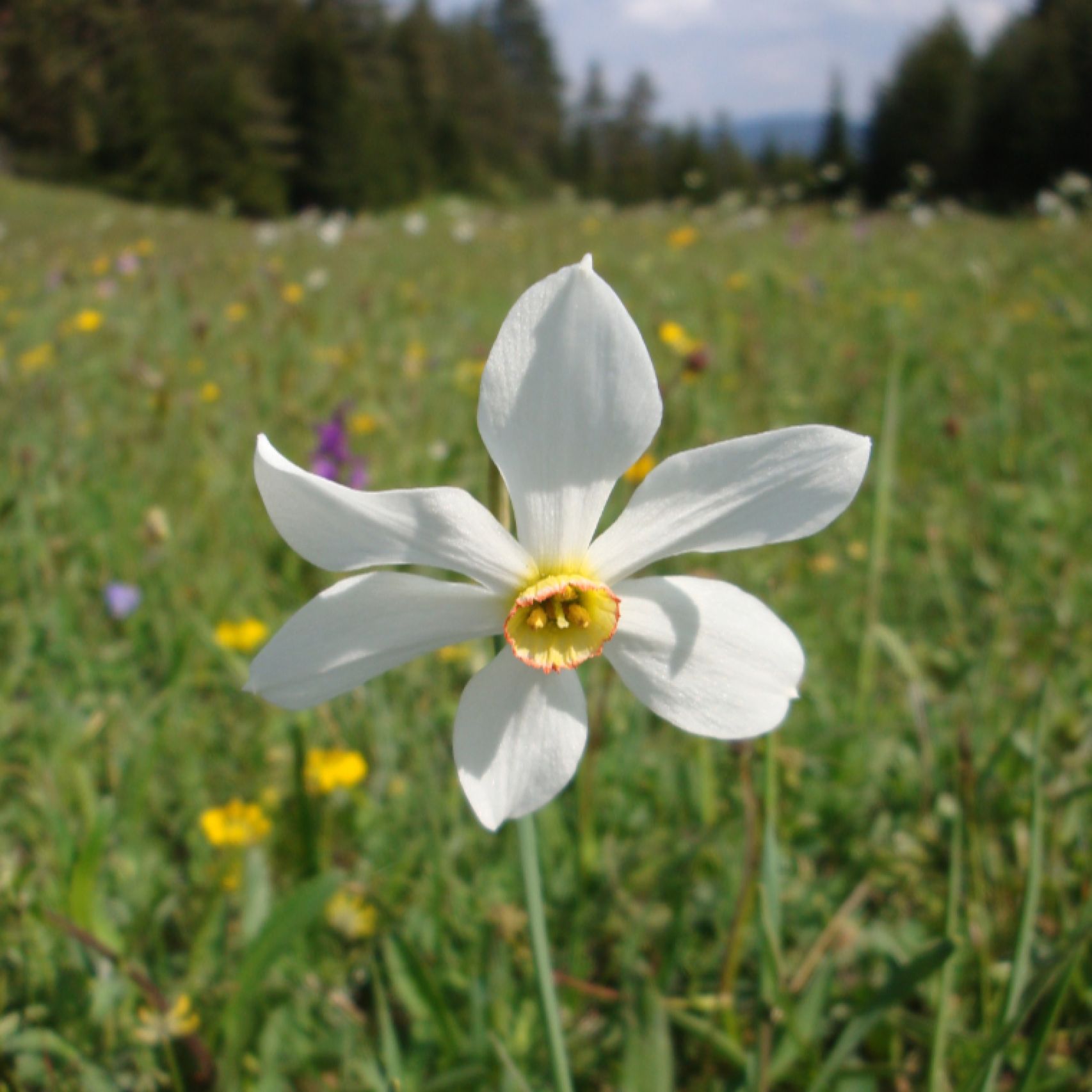 Montenegro narcissus