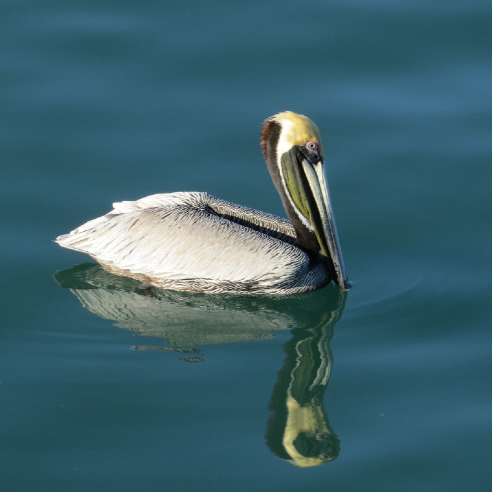 Costa Rica pelican