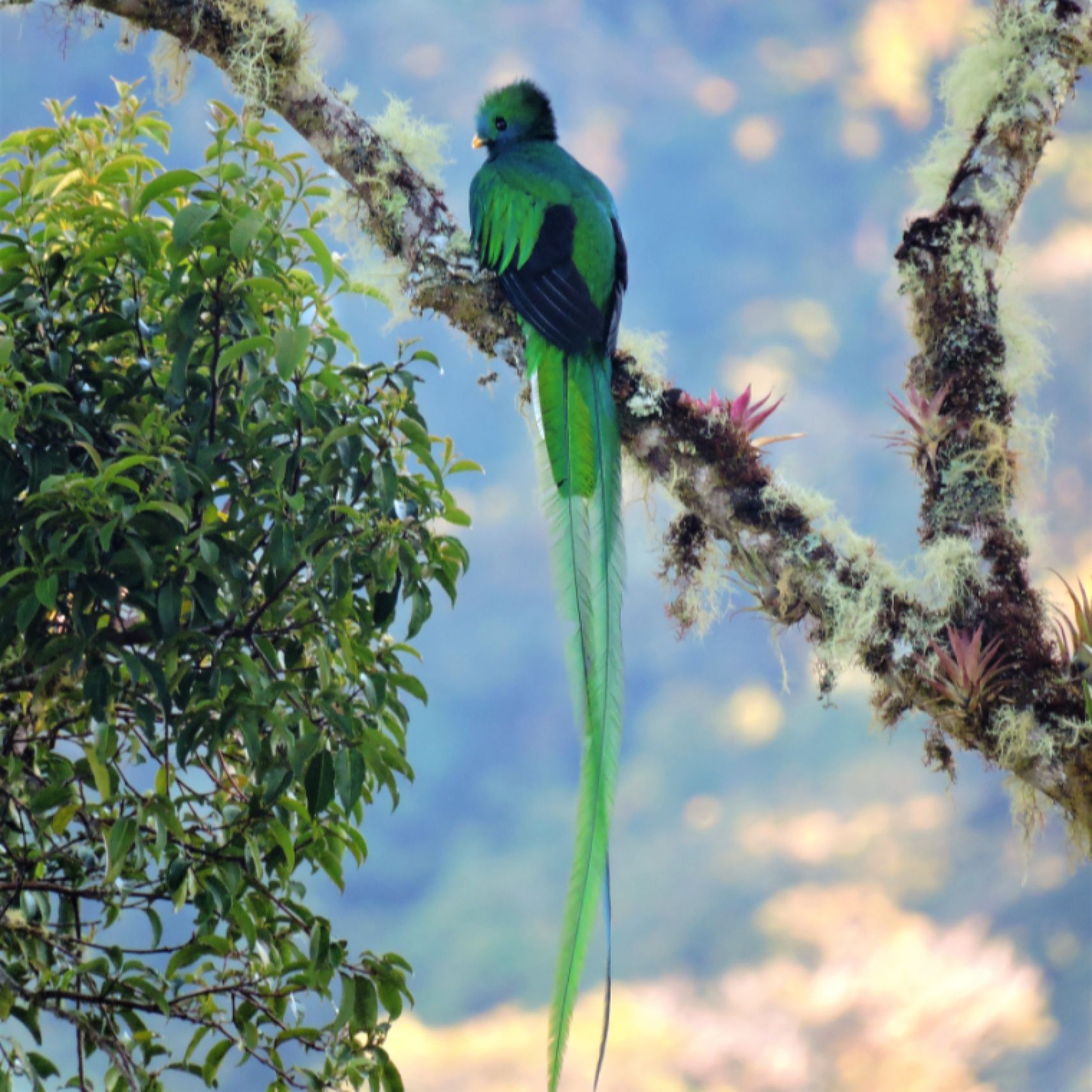 Costa Rica quetzal