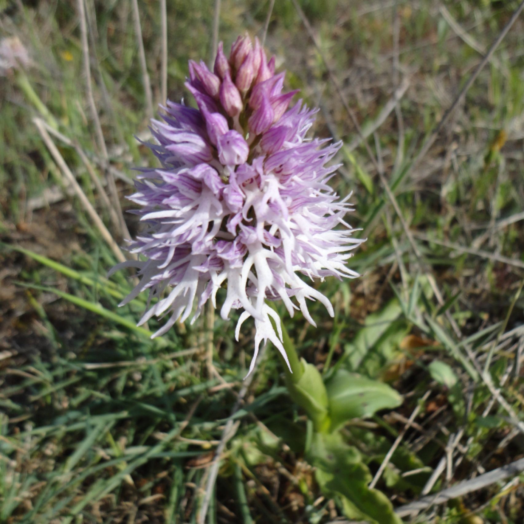 Portugal orchis italica