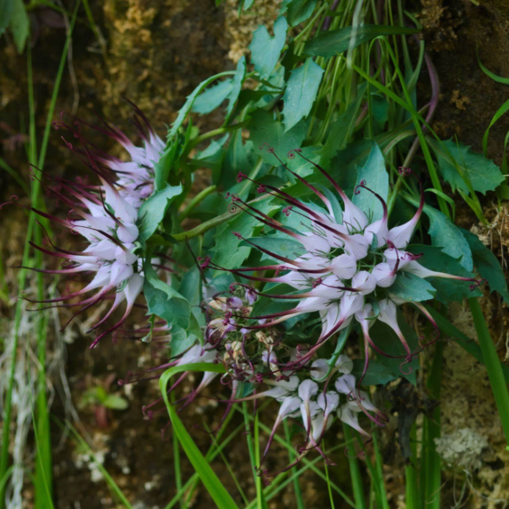 Dolomites physoplexis