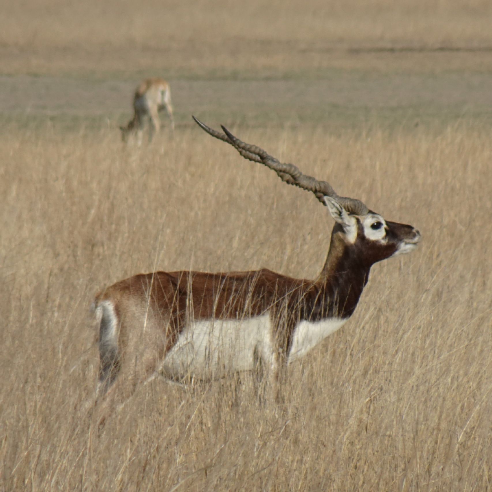 India blackbuck