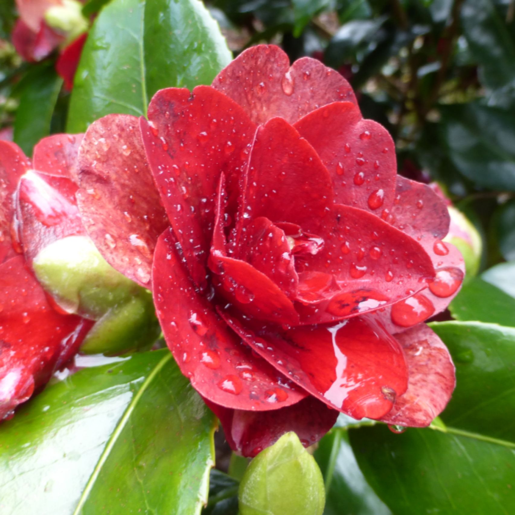 Cornwall camellia