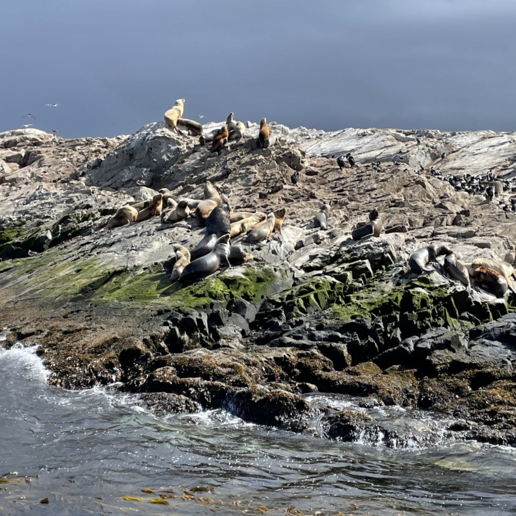 Patagonia seals