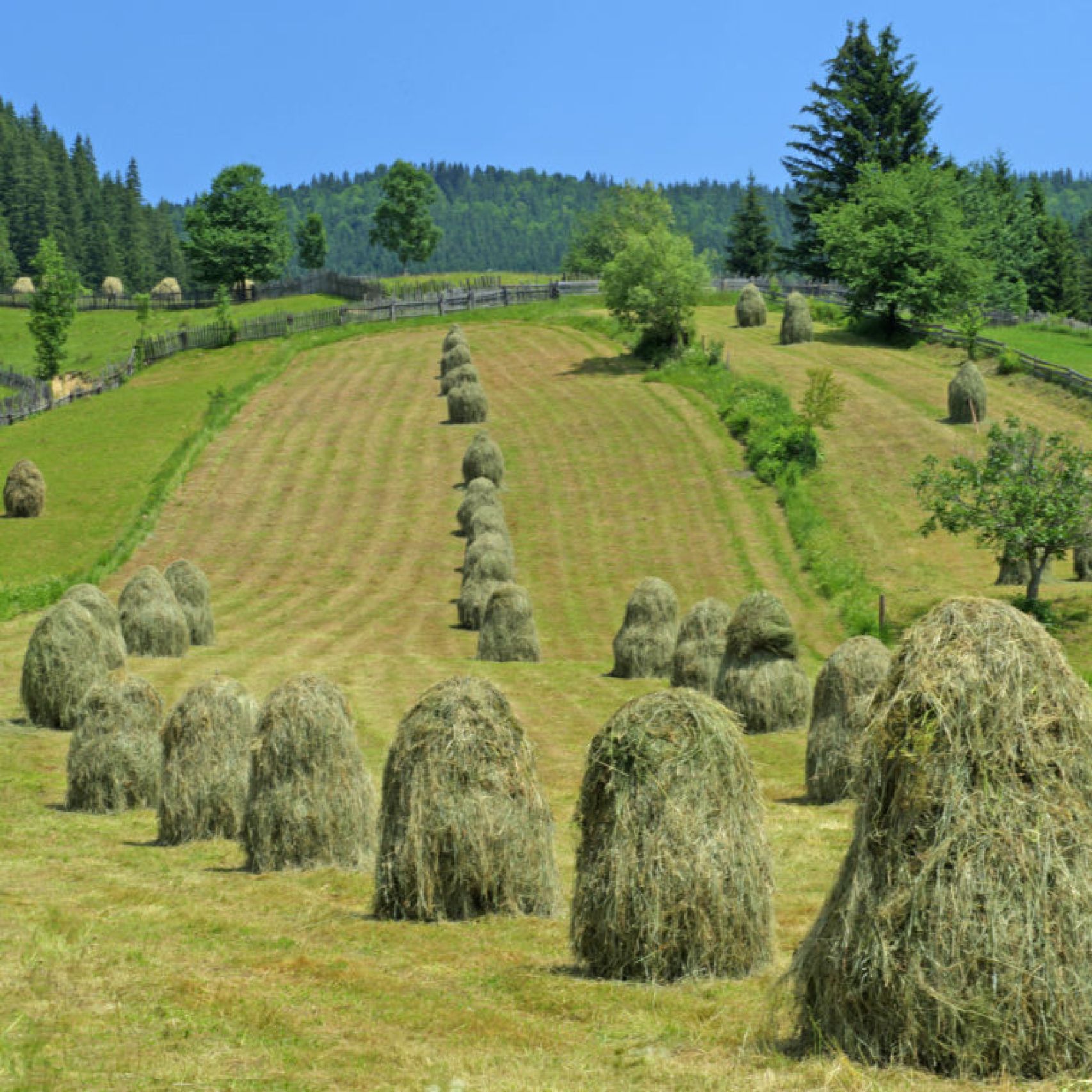 Romania hay