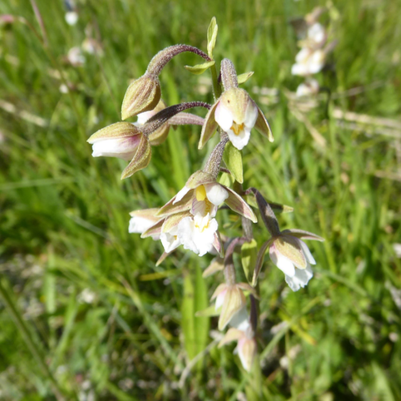 Estonia marsh helleborine