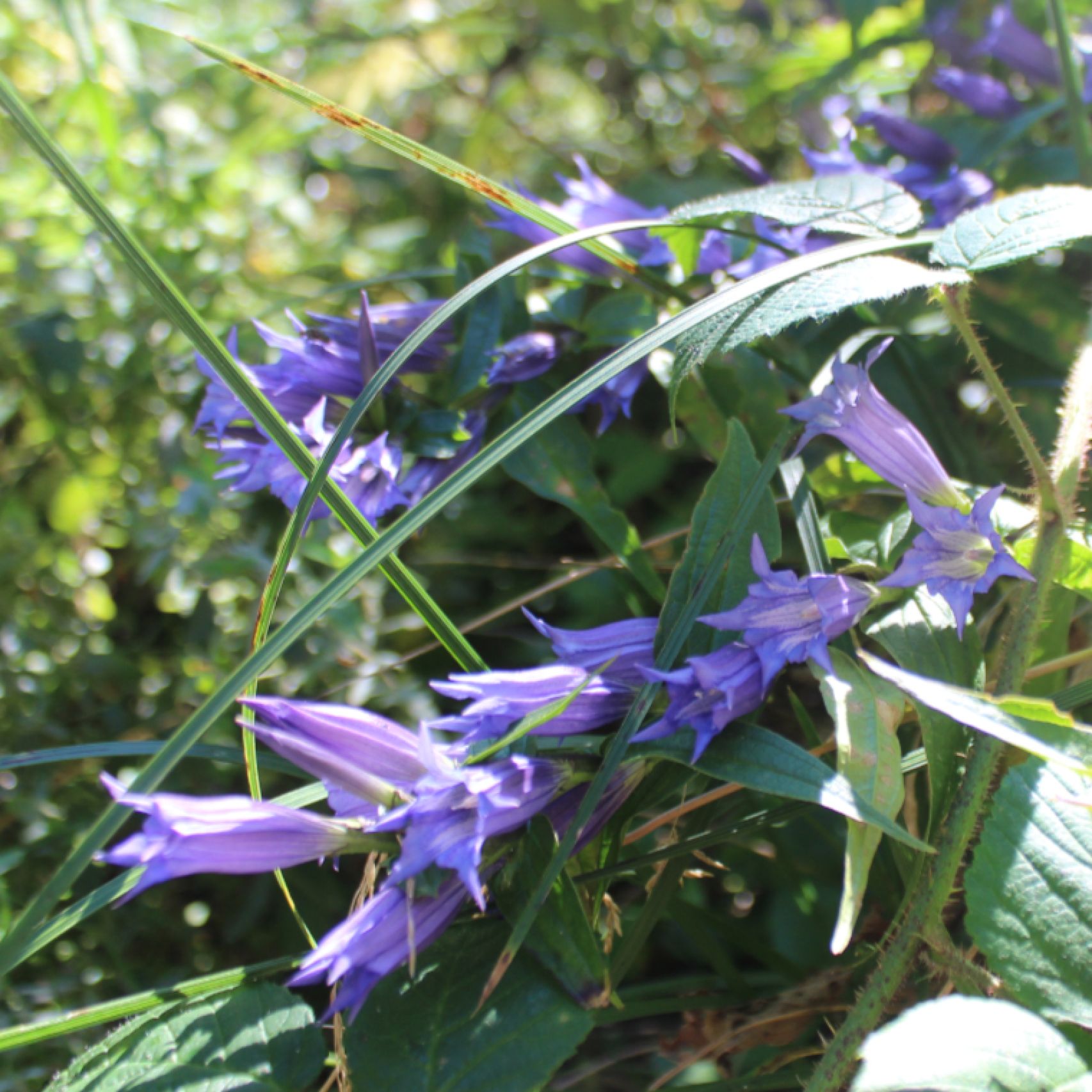 Poland gentian