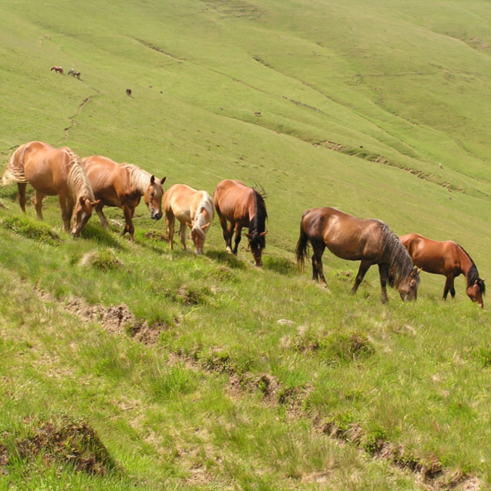 Romania horses