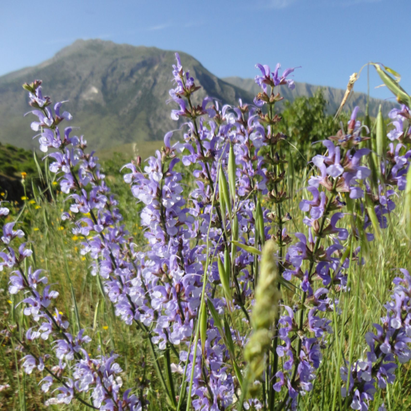 Albania Salvia