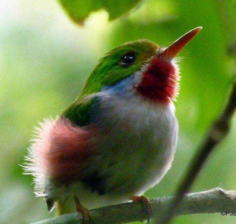 Cuba - tody