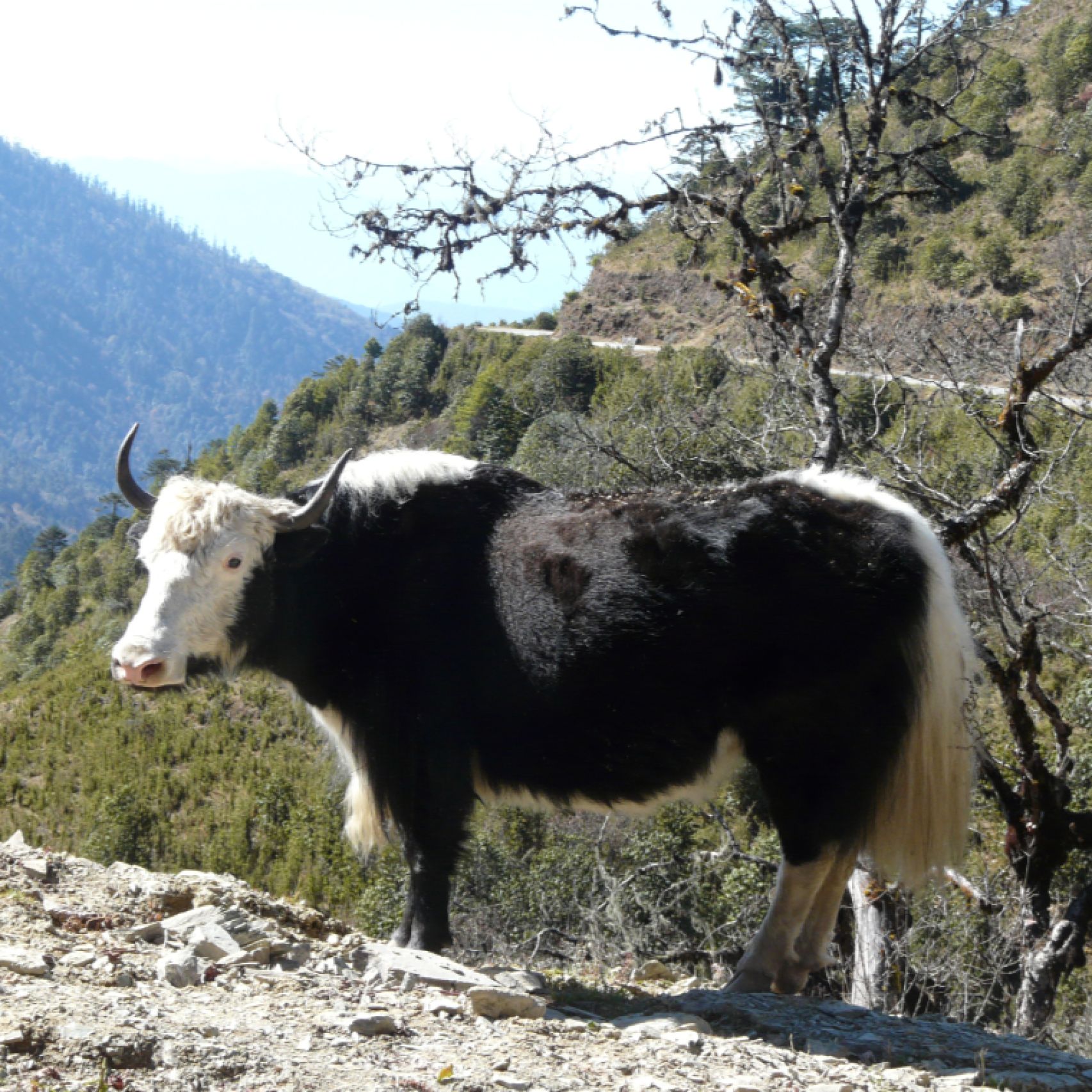 Bhutan yak