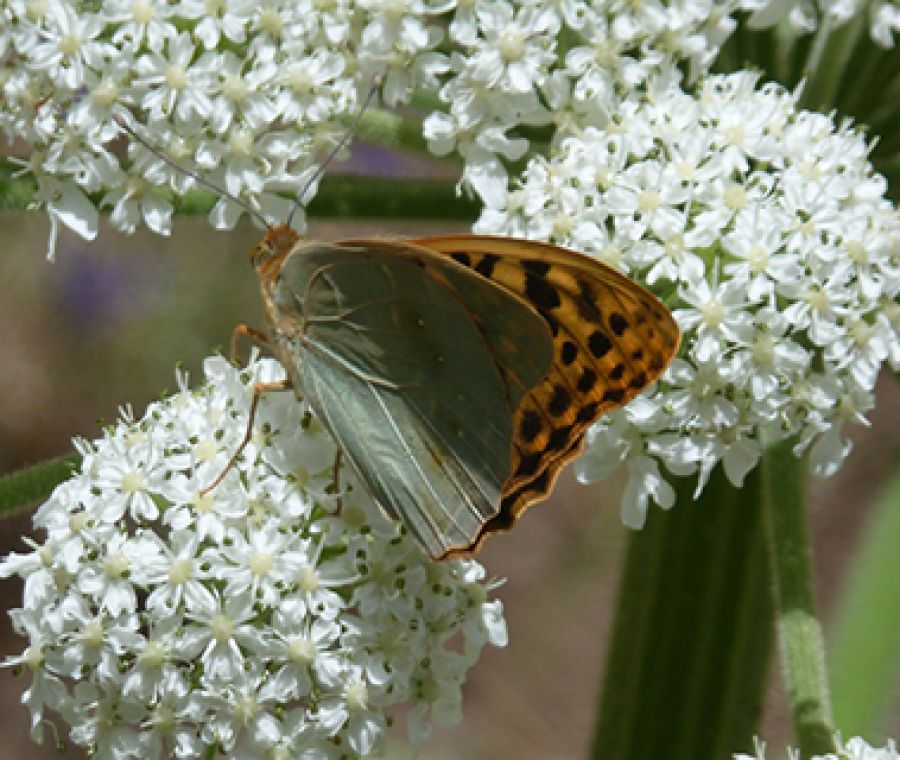 Turkey butterfly