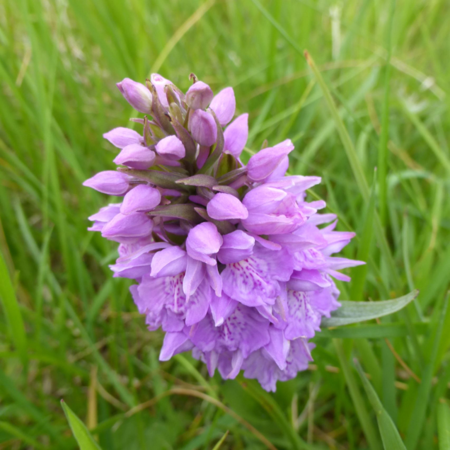 Faroes orchid