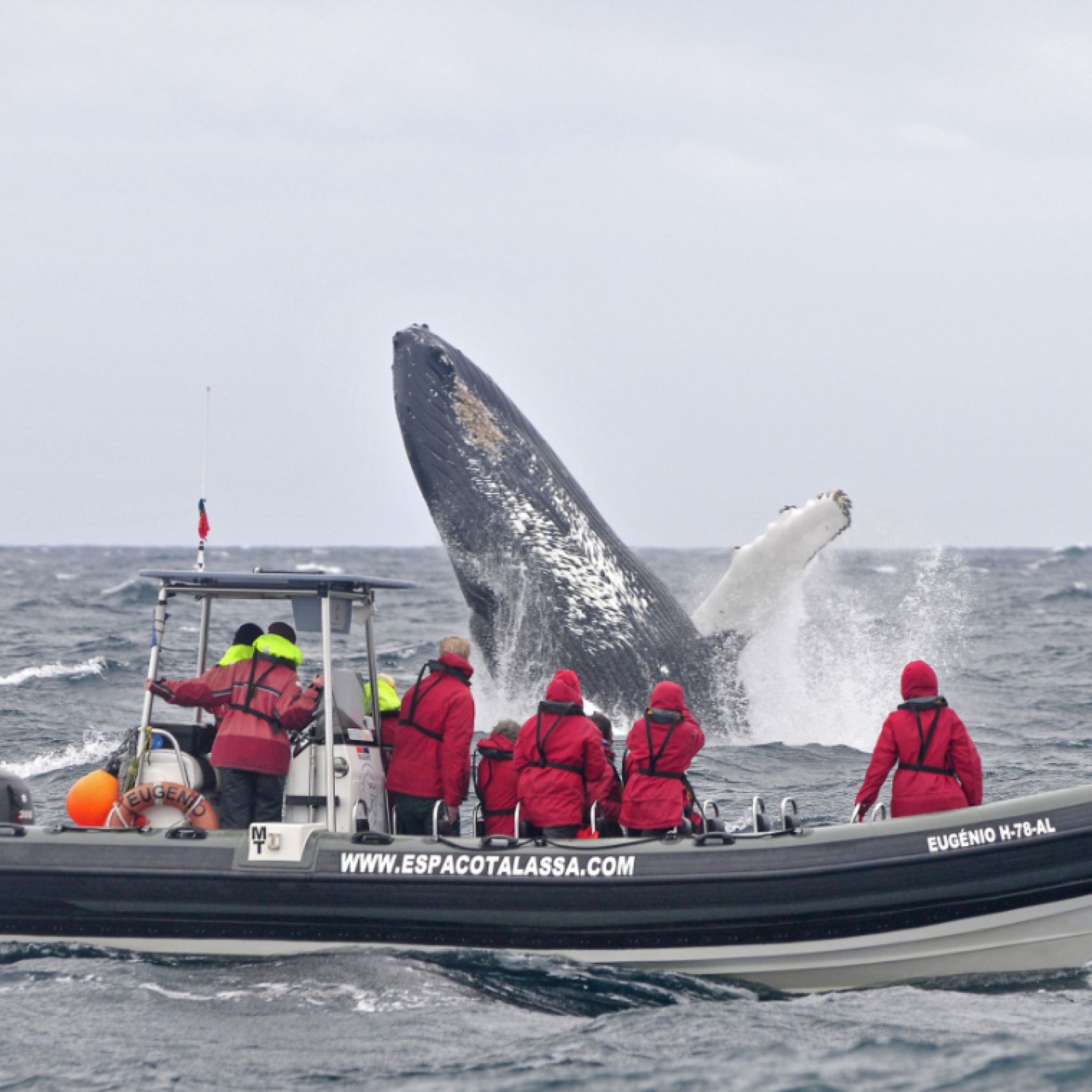 Azores humpback