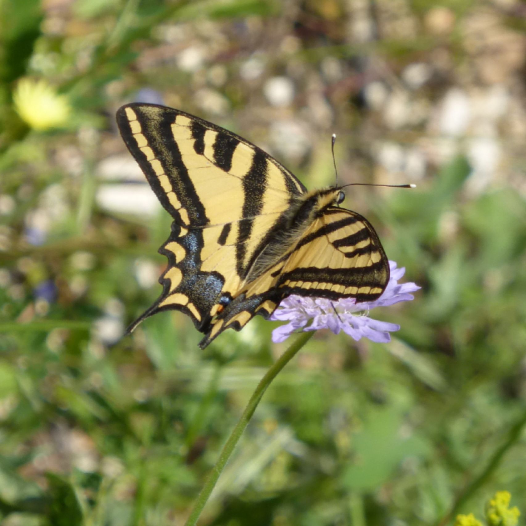Corfu swallowtail