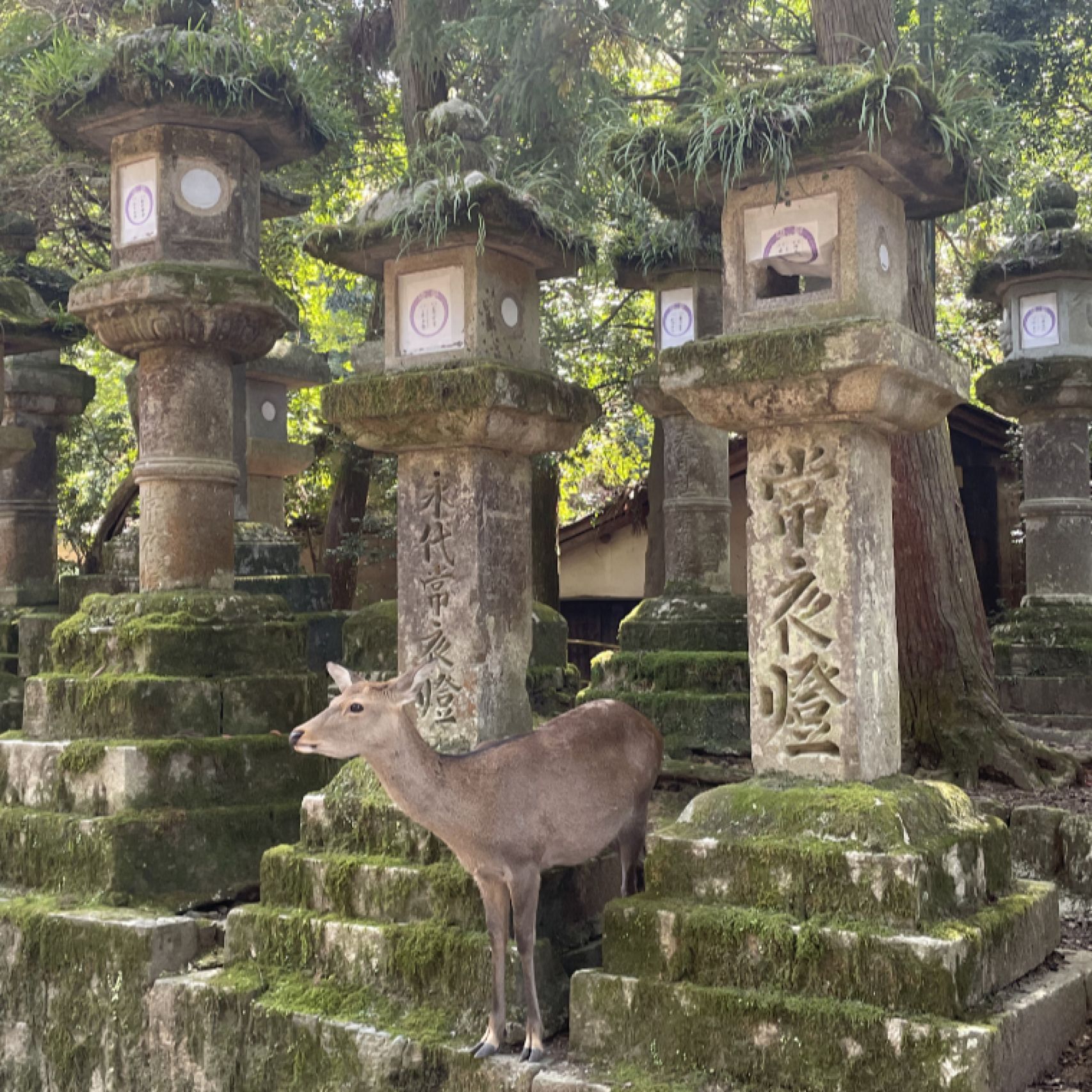 Japan lanterns