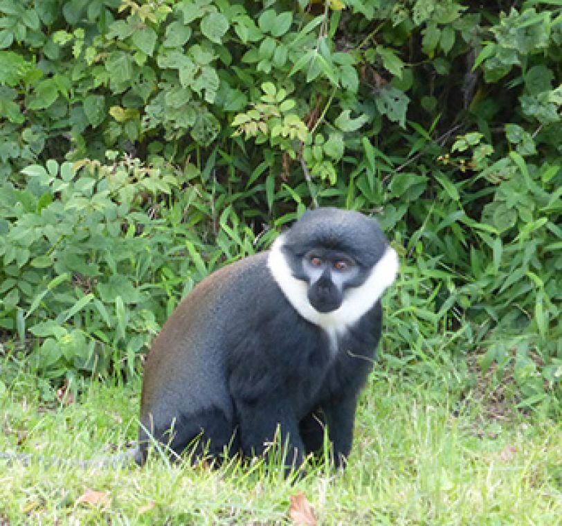 Rwanda monkey