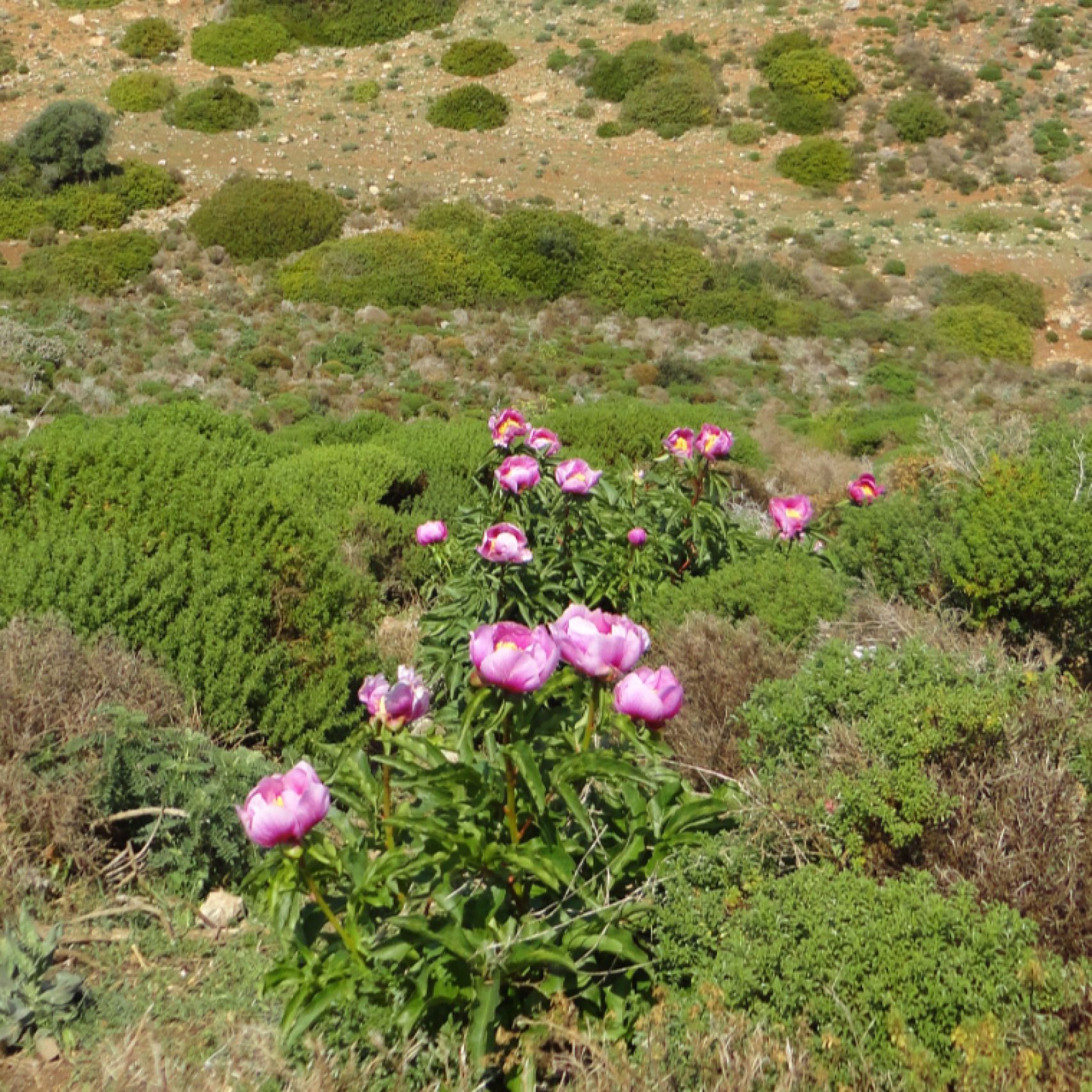 Portugal peonies