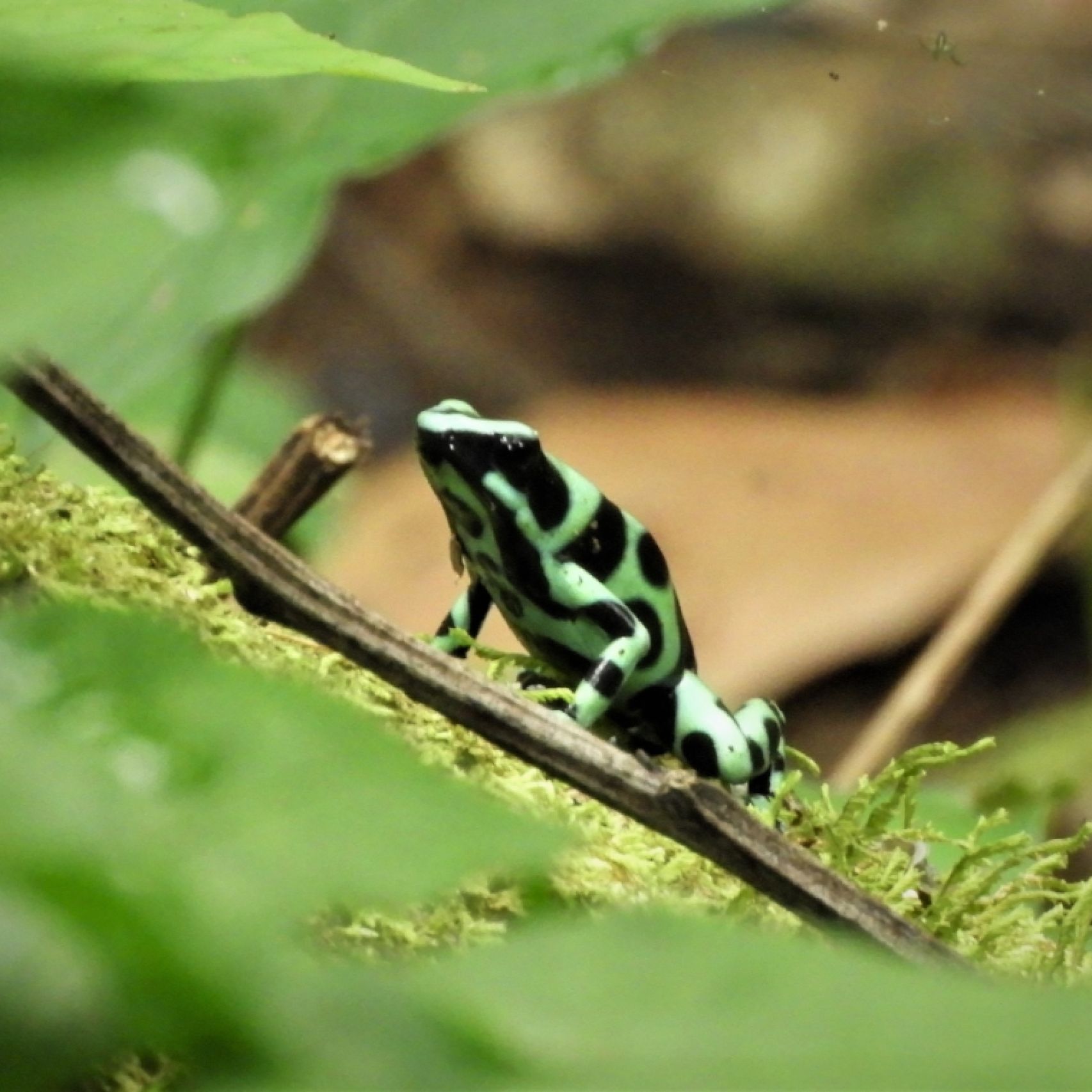 Panama green and black frog