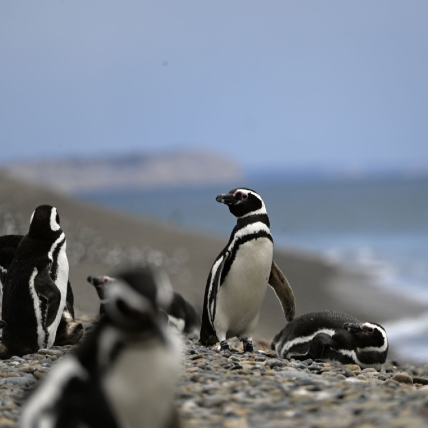 Patagonia penguin