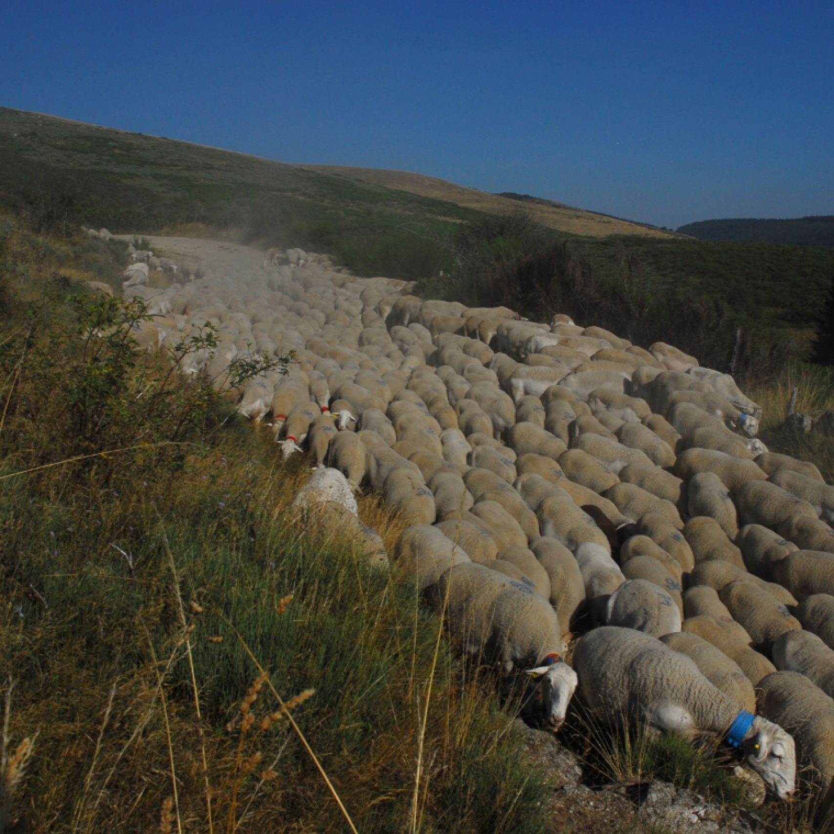 Cevennes sheep