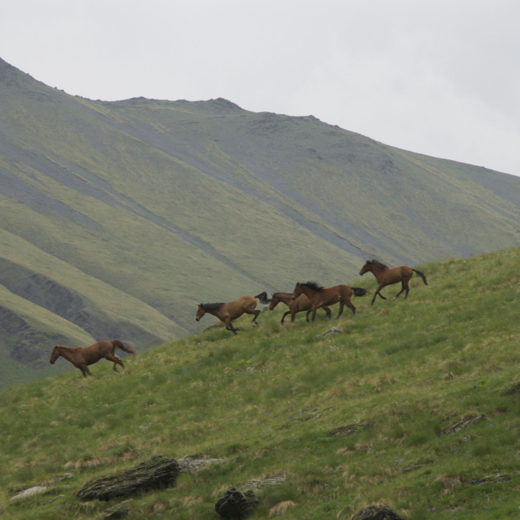 Georgia horses