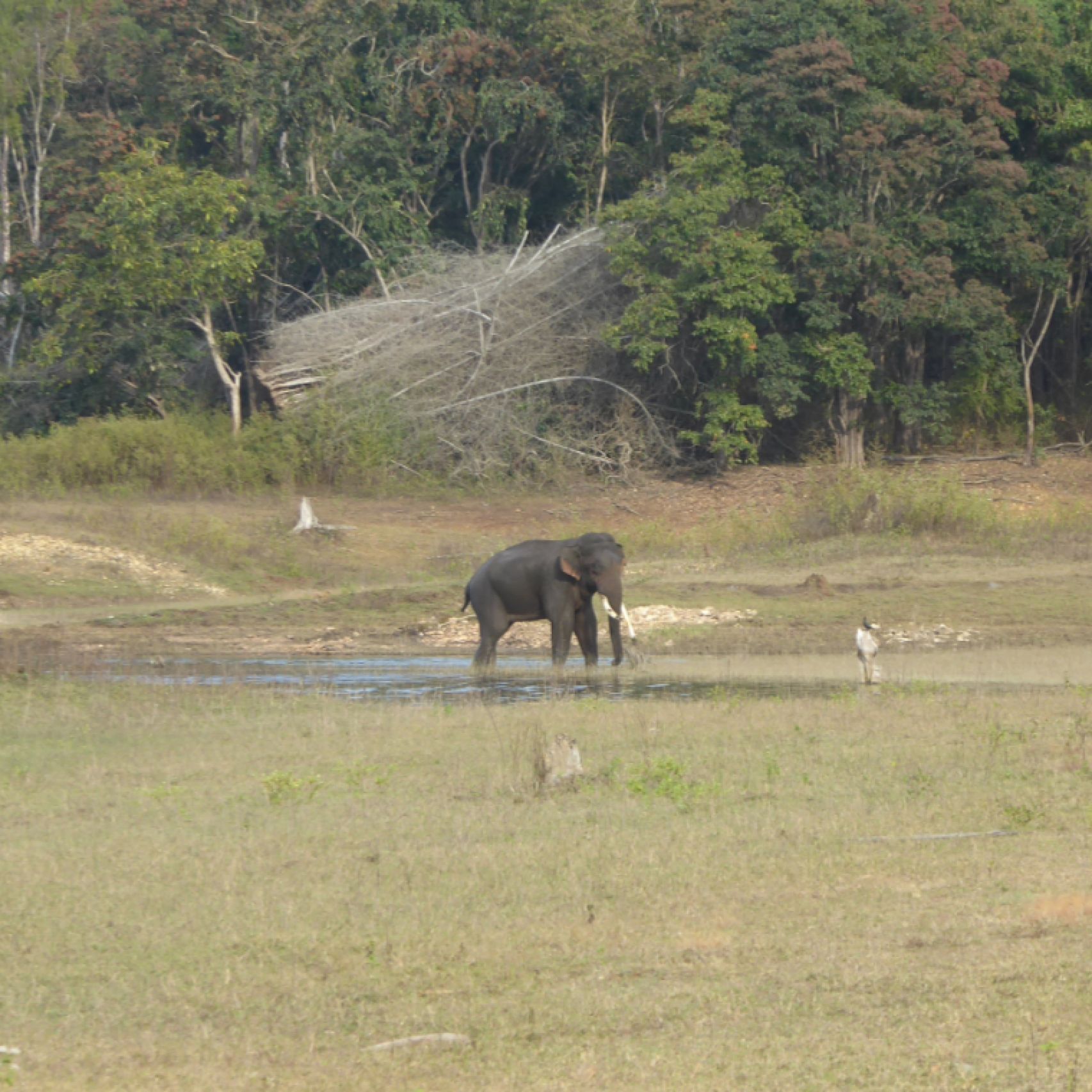 India elephant