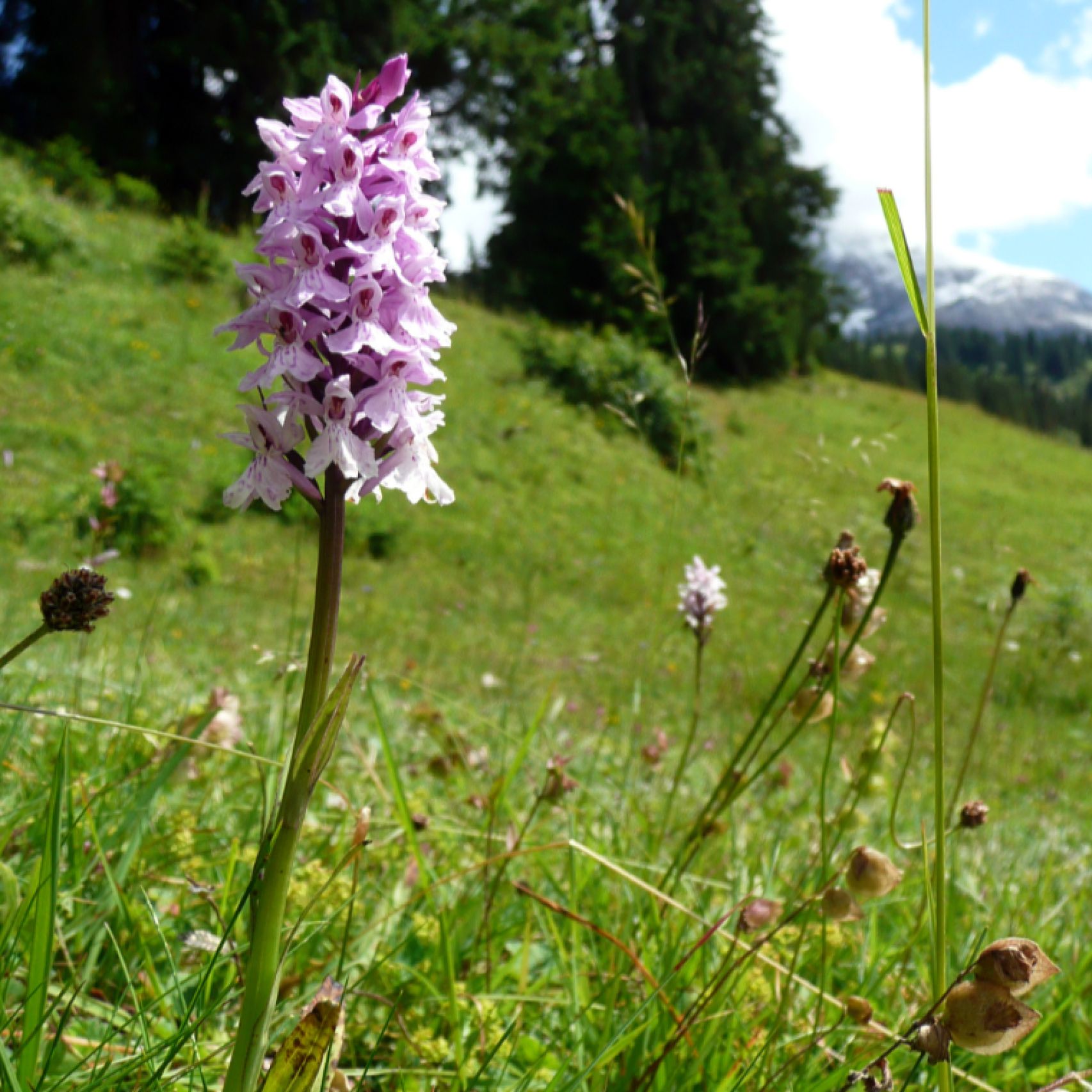 Gstaad orchid