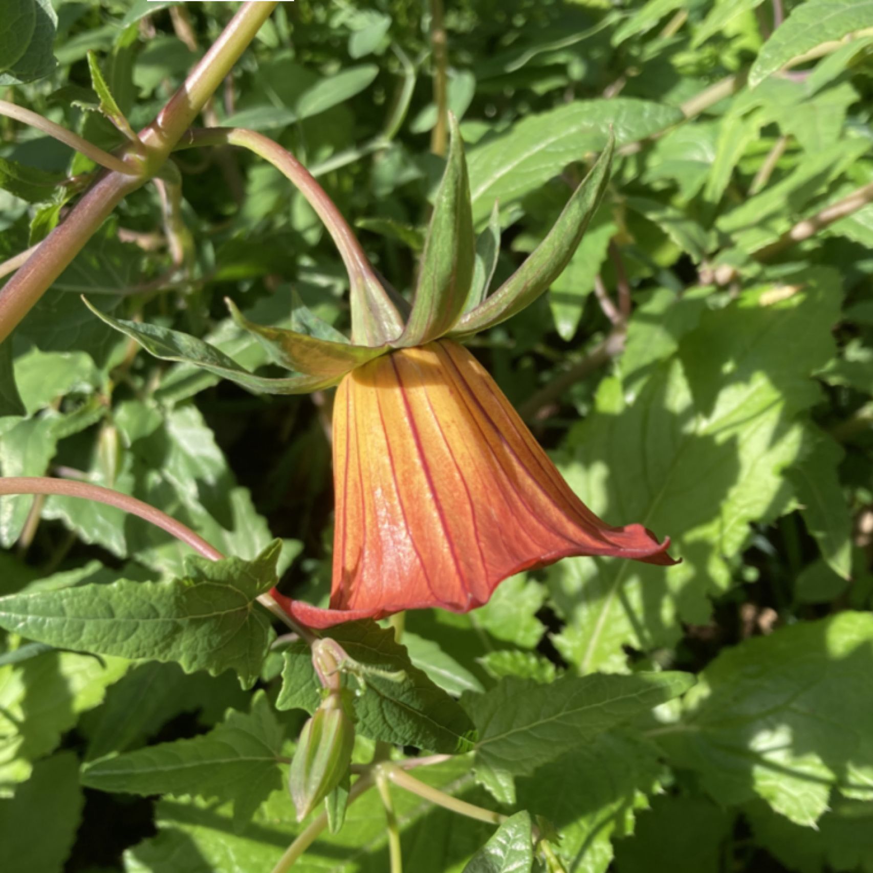 Tenerife bellflower