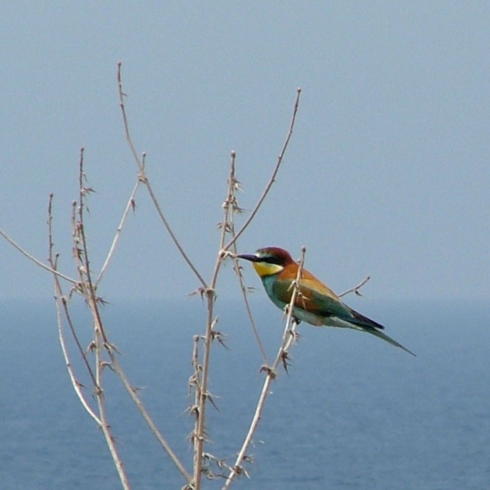 North Cyprus bee-eater