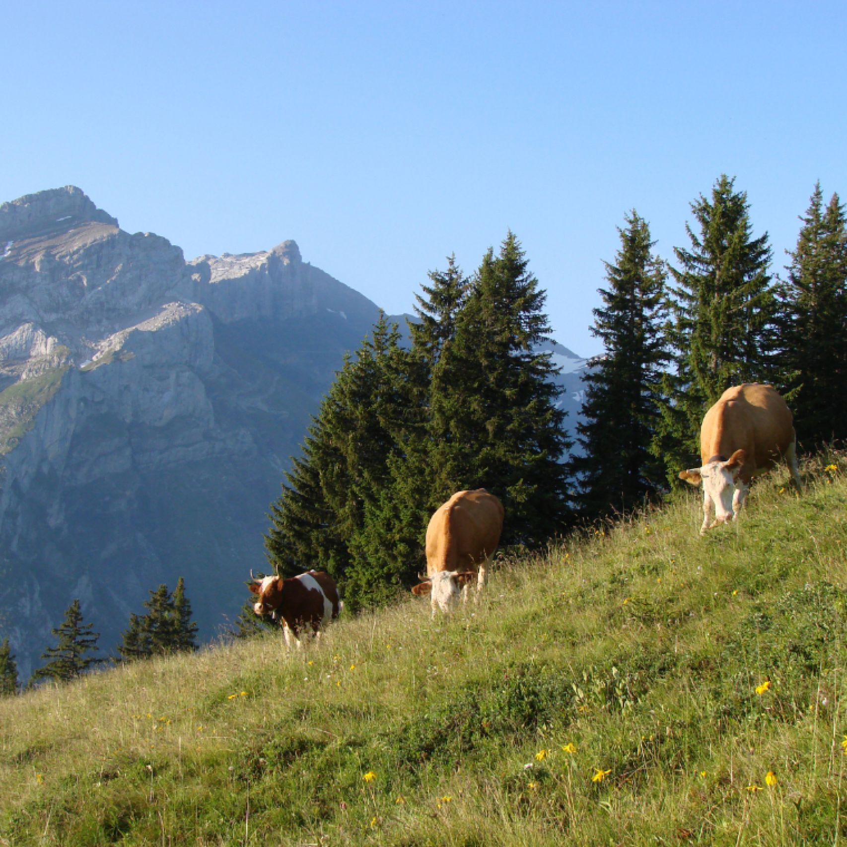 Gstaad cows