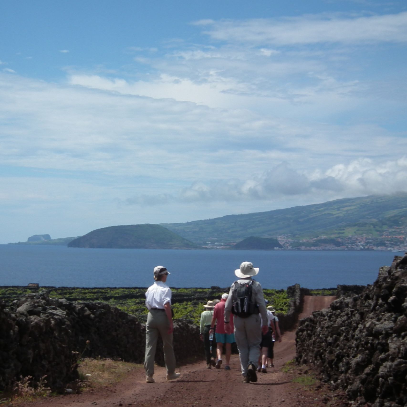 Azores vineyard