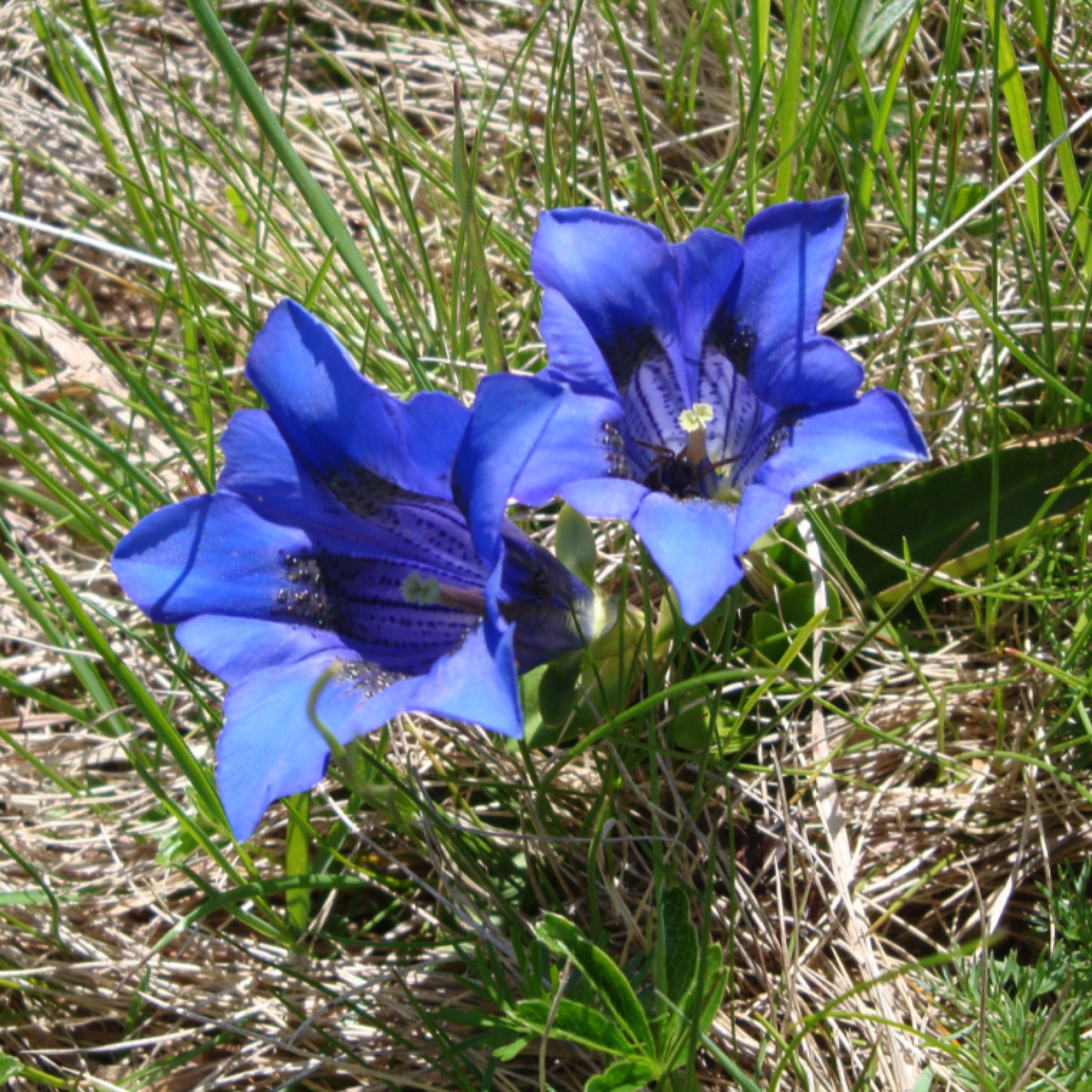 Montenegro gentian