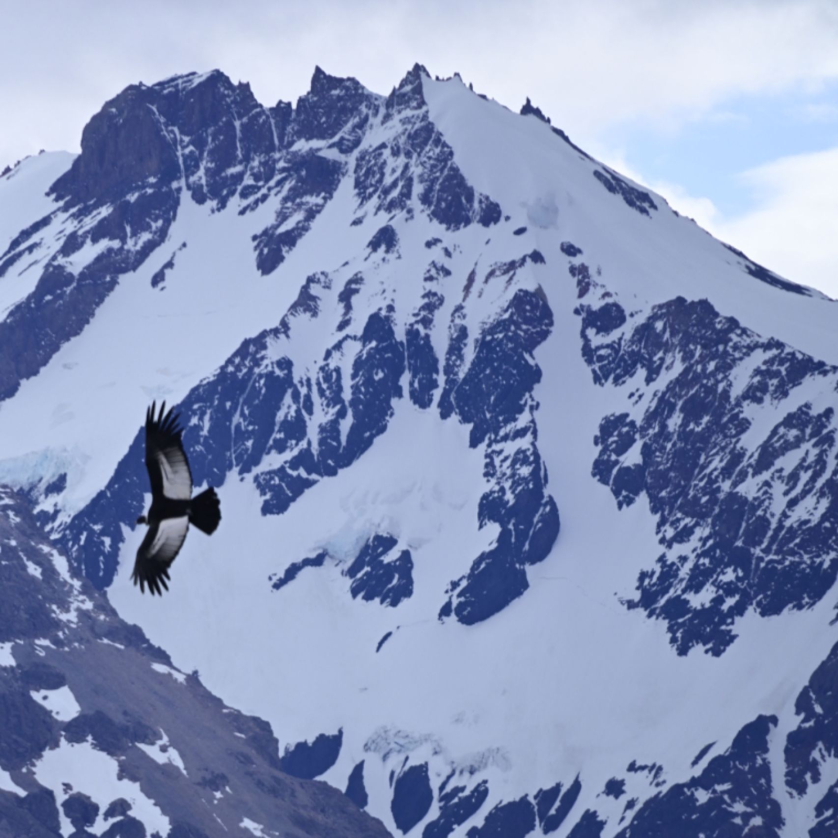 Patagonia condor