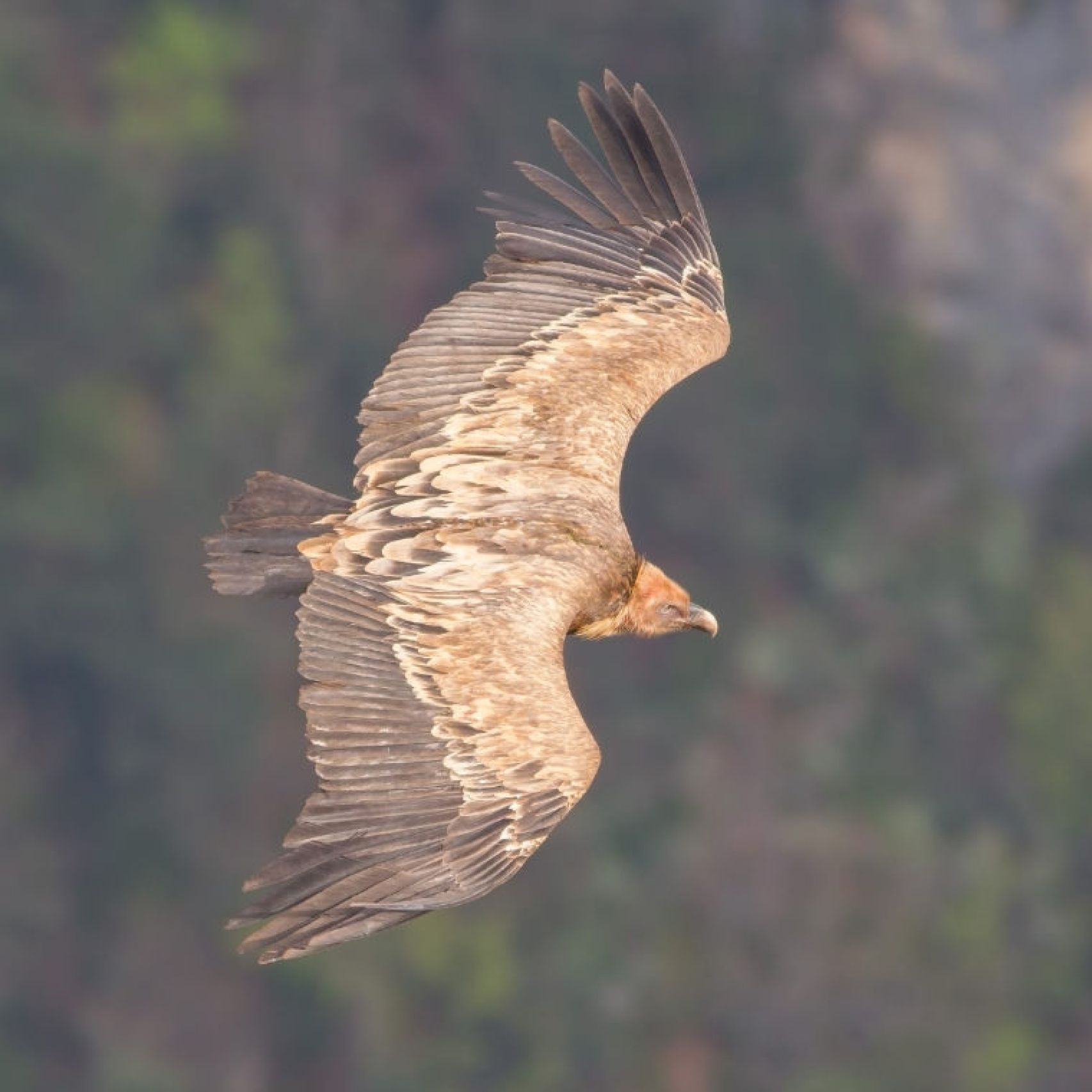 Cevennes vulture