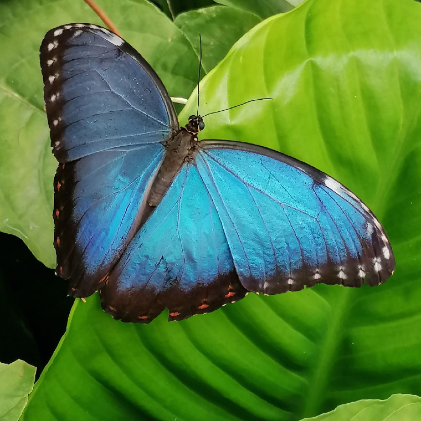 Costa Rica Blue Morpho